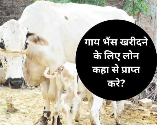 गाय भैंस खरीदने के लिए लोन कहा से प्राप्त करे?