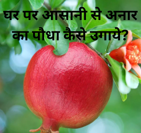 घर पर आसानी से अनार का पौधा कैसे उगाये?