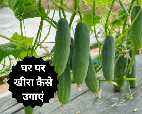 How To Grow Cucumber At Home